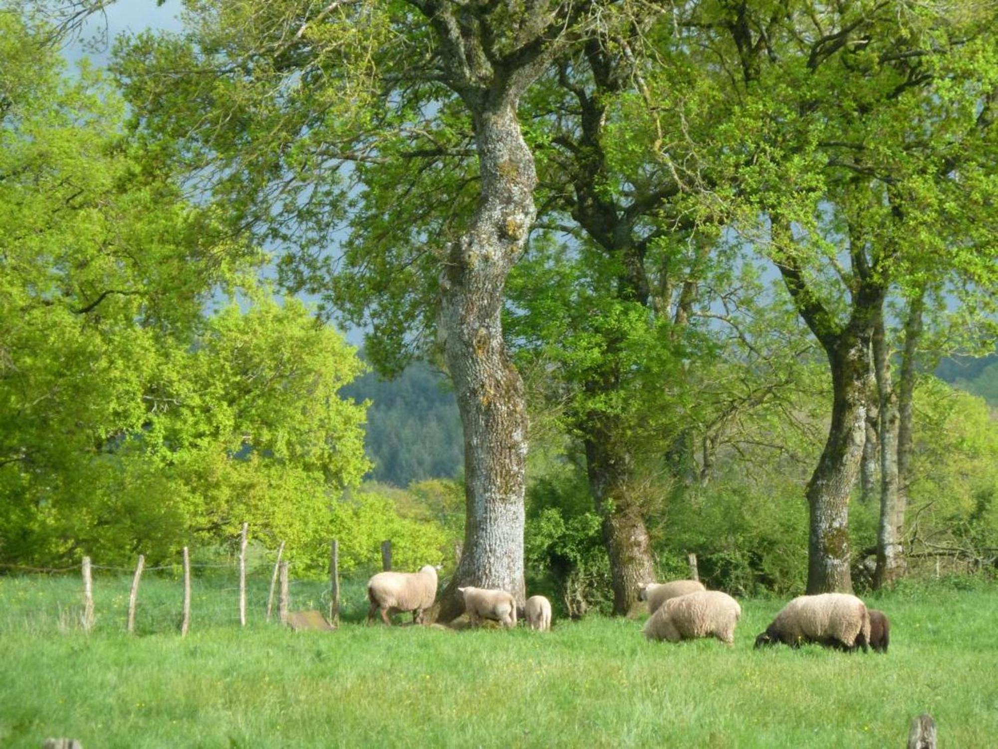 Maison De Campagne Ideale Pour Familles, Cavaliers, Animaux Acceptes, Avec Jardin Clos Et Tout Equipe. - Fr-1-489-172 Villa Barrais-Bussolles ภายนอก รูปภาพ